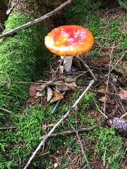 mushroom in the forest