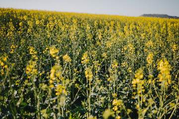 Frühlingslandschaft mit blühendem Rapsfeld und natürlichem Sonnenlicht – Natur- und Landwirtschaftsaufnahmen.