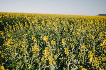 Frühlingslandschaft mit blühendem Rapsfeld und natürlichem Sonnenlicht – Natur- und Landwirtschaftsaufnahmen.