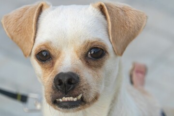Close-up of a small dog with a unique underbite.