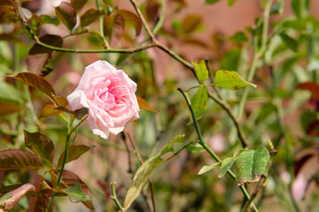 Pink rose  in the garden of Liliw Church.