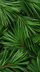 Macro shot of a pine needle cluster with tiny drops of morning dew, Pine needles with morning dew macro, Cool and fresh