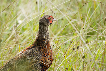 colourful pheasant hidden in the meadow, pheasant in the meadow, pheasant between blades of grass, colourful bird in the meadow