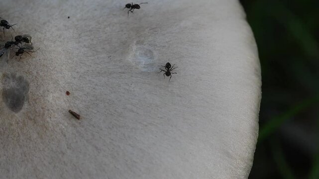 Formigas em um cogumelo furado