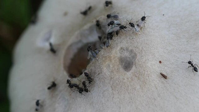 Formigas em um cogumelo furado