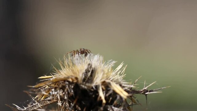 Flor de outono com aranha em cima