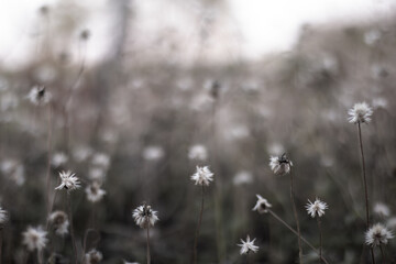 Withered 'Coat buttons' or 'Tridax daisy' field with blur background.