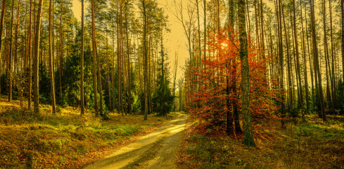  Jesień w lesie na Mazurach. © Janusz Lipiński