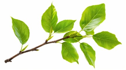Fototapeta premium Close-up of a Tree Branch with Fresh Green Leaves