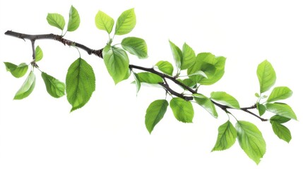 Fototapeta premium Close-up of Green Tree Branch with Fresh Leaves