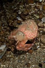 Pagurus prideaux is a species of hermit crab in the family Paguridae