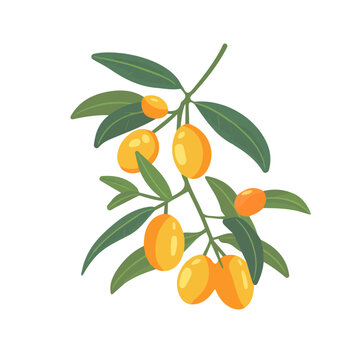 yellow olives branch green leaves clip art preview