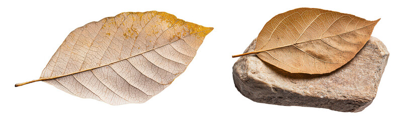 Discover the beauty of rare fossilized leaves on stone surfaces