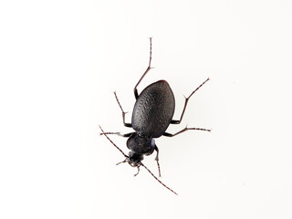 Predatory black beetle on a white background. Carabidae, ground beetle. Carabus dufouri
