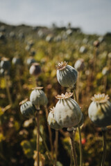 Mohnblumenfeld bei strahlendem Himmel