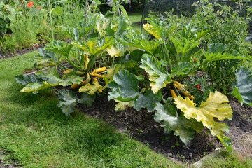 Two large courgette plants in a lush green vegetable garden