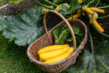 Basket full of summer squash next to a courgette plant