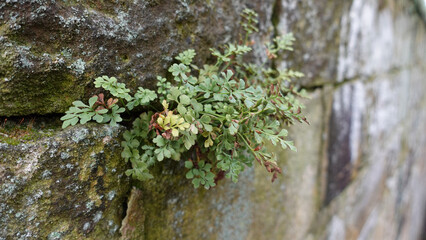 Green Plant Growing From Stone Wall in Sunlight With Moss