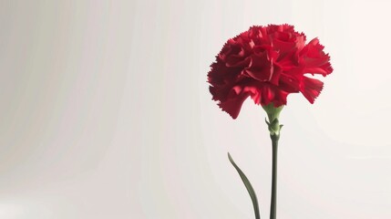 Obraz premium Red Carnation Flower on White Background - Close Up Photography