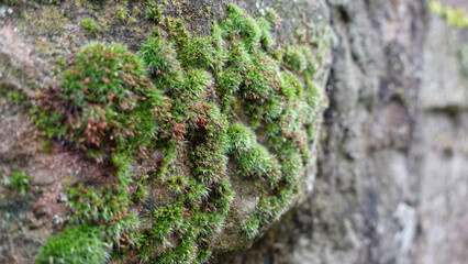 Lush Green Moss Growing on Rough Stone Wall in a Shaded Forest Area