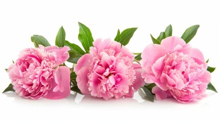Fototapeta premium Pink Peonies Bouquet: Delicate Petals and Natural Beauty