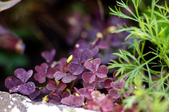 Green leaves and red flowers in the garden. Shallow depth of field.