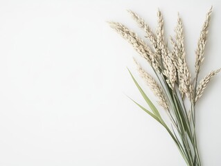 Fototapeta premium a minimalist scene featuring isolated, ripe ears of rice on a pure white background, highlighting the elegance of agricultural produce in modern design aesthetics