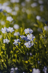 Blühende Leinfelder in idyllischer Landschaft