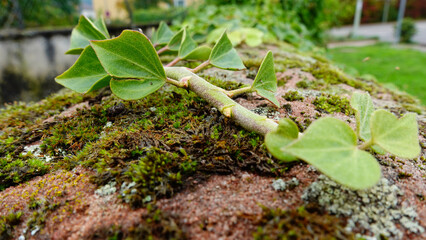 Green Vine Growing on a Mossy Stone Wall in a Sunny Garden Setting