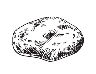 Potato hand drawn. Isolated vegetable ink drawing sketch. 
