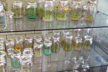 laboratory jars with plants. Selective focus.