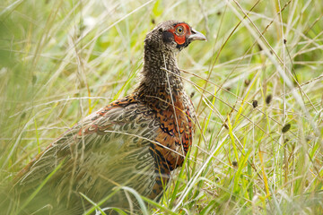 magnificent pheasant hidden in the meadow, pheasant in the meadow, pheasant between blades of grass, colourful bird in the meadow