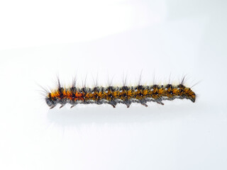 Orange and black hairy caterpillar on a white background. Psilogaster loti, moth genus in the family Lasiocampidae.
