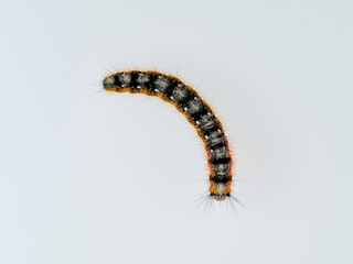 Orange and black hairy caterpillar on a white background. Psilogaster loti, moth genus in the family Lasiocampidae.