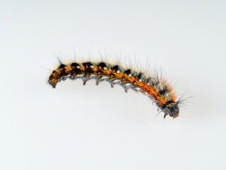 Orange and black hairy caterpillar on a white background. Psilogaster loti, moth genus in the family Lasiocampidae.