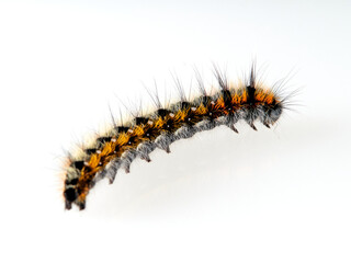 Orange and black hairy caterpillar on a white background. Psilogaster loti, moth genus in the family Lasiocampidae.