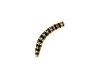 Orange and black hairy caterpillar on a white background. Psilogaster loti, moth genus in the family Lasiocampidae.