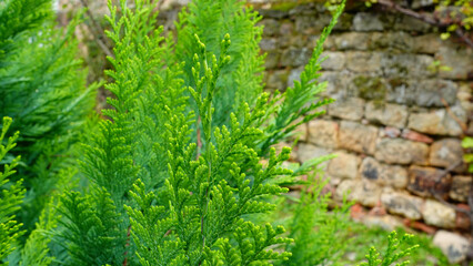 Lush Green Foliage Growing Against an Old Stone Wall in a Serene Garden