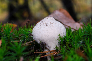 single mushroom Lycoperdon perlatum in the green moss of the autumn forest