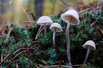 small inedible mushrooms on a thin long stalk among green moss in the autumn forest