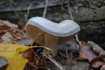 mushroom of the genus Tricholoma stiparophyllum with a wavy white cap