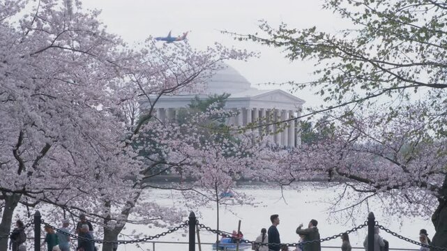 Bustling Activity and Cherry Blossoms in front of Jefferson Memorial