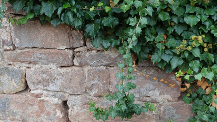 Ivy Climbing on a Rustic Stone Wall in a Tranquil Outdoor Setting
