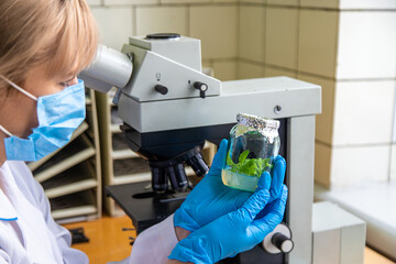Examine in the laboratory under a microscope. Selective focus.