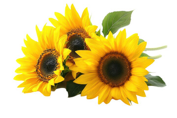 Three yellow sunflowers with green leaves isolated transparent background , for design element, transparent background or isolated on white