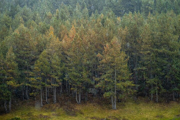 Obraz premium Rain falls heavily on a coniferous forest at the beginning of autumn. It is in the Aran Valley, in the north of Spain at the foot of the Pyrenees.