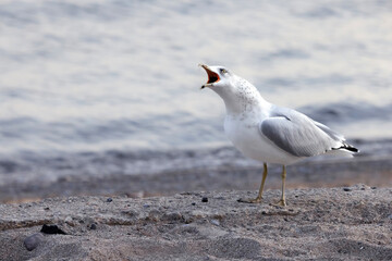 Angry ring-billed gull Larus delawarensis screaming as it stands on the beach at Lake Ontario Canada