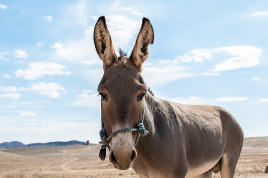 Cara de un burro bonito en el desierto del Sahara