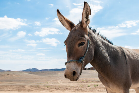 Cara de un burro bonito en el desierto del Sahara