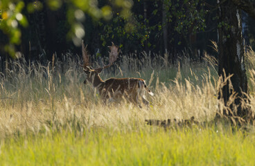 Male fallow deer between tall grasses in the meadow, stag hidden by tall grass, stag with magnificent antlers in late summer, magnificent stag in the meadow between trees and blades of grass